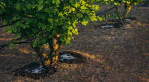 Certification & First Pruning