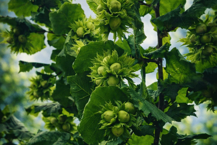 Organic invest in hazelnut trees