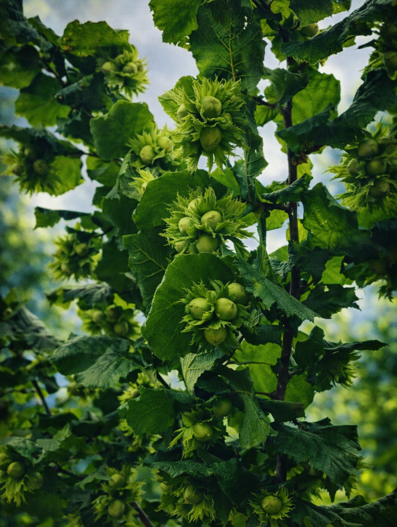 Organic invest in hazelnut trees