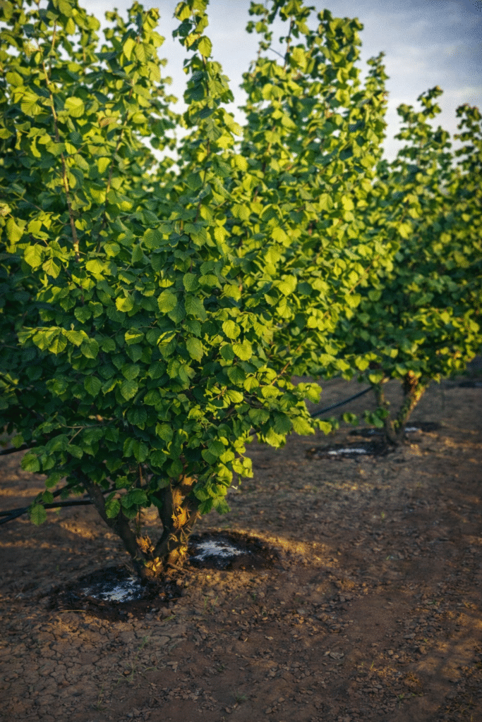 Organic invest in hazelnut trees
