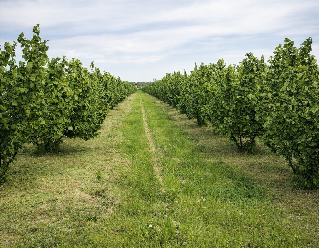 Organic Hazelnut Fund