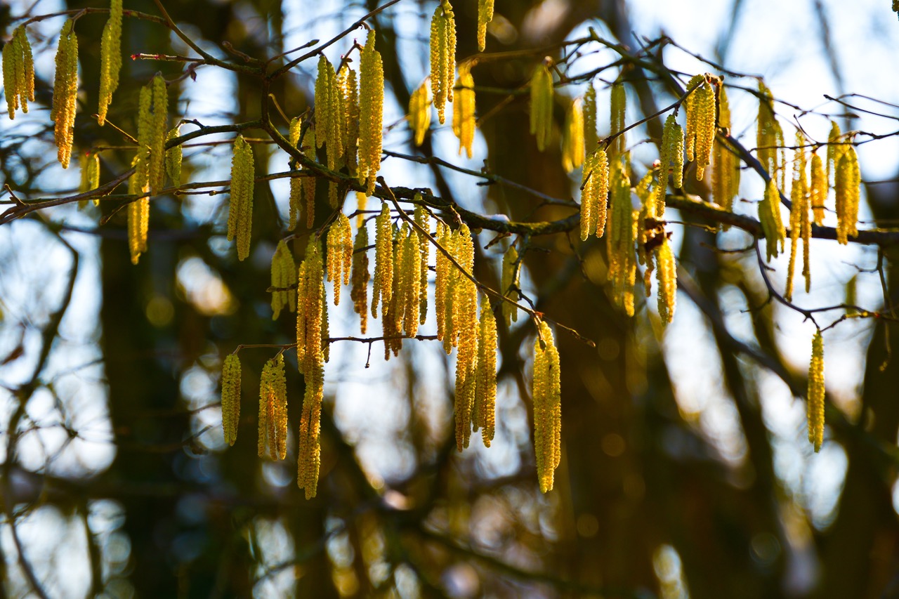 Organic invest in hazelnut trees