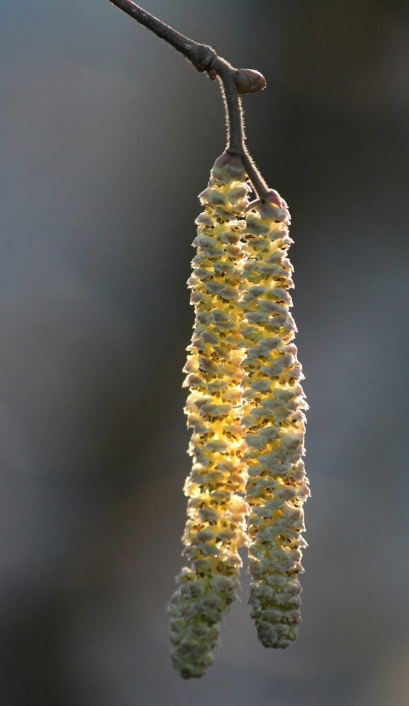 Benefits of investing in organic hazel plant
