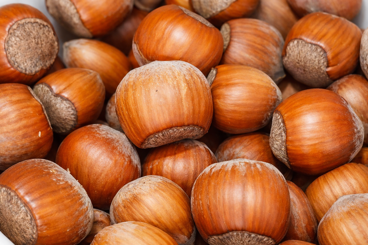 First hazelnut